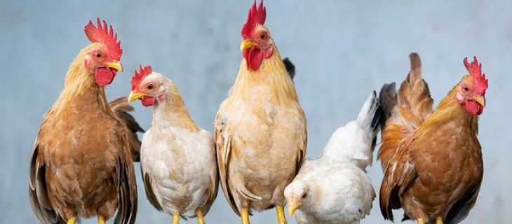 Information Grippe Aviaire